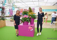 Denise van Kampen en Cheryl Zethof van HilverdaFlorist presenteren Maggie en Blaze, beide nieuwe soorten. Beide zijn tuingerbera's die drie seizoenen bloeien, van het voorjaar tot de eerste vorst. Garvinea Sweet Blaze heeft tweekleurige bloemen en is rijk en eindeloos bloeiend. "Een blikvanger in je tuin"